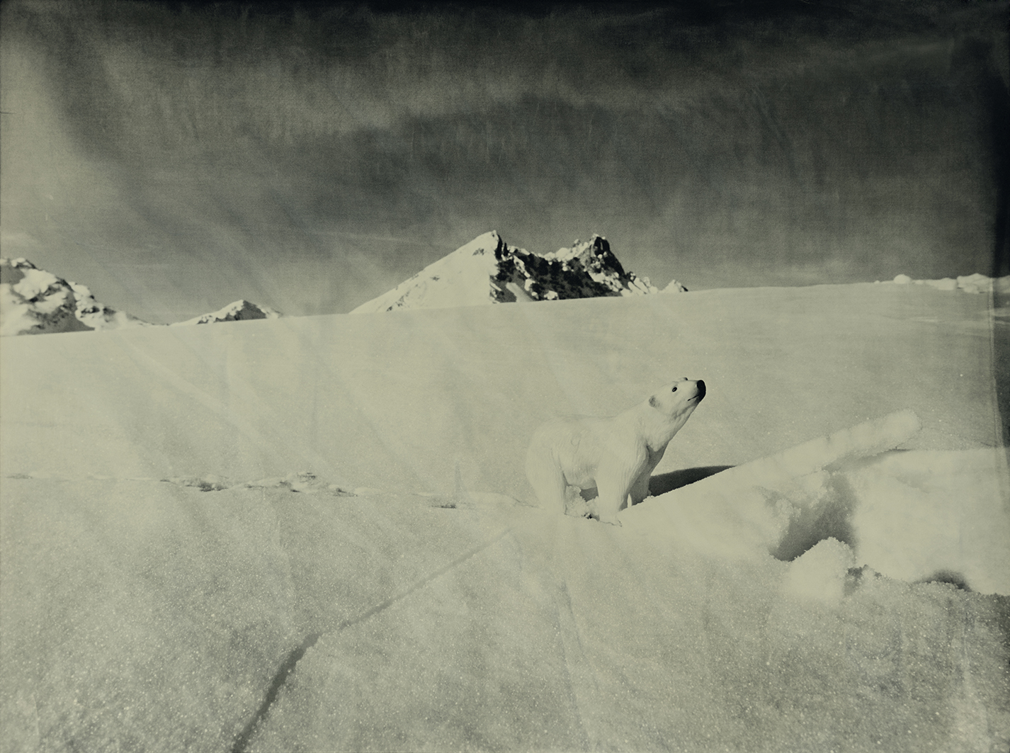 Polar Bear Klosters Switzerland